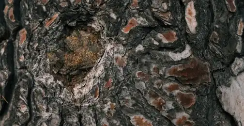 Pine Bark Extract Powder: Nature's OPC Powerhouse?